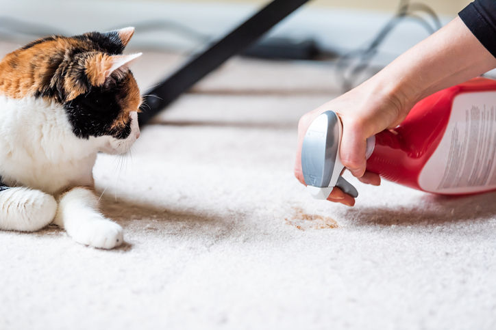 How to Keep Your House Clean When you Have Pets - Next Door Cleaning