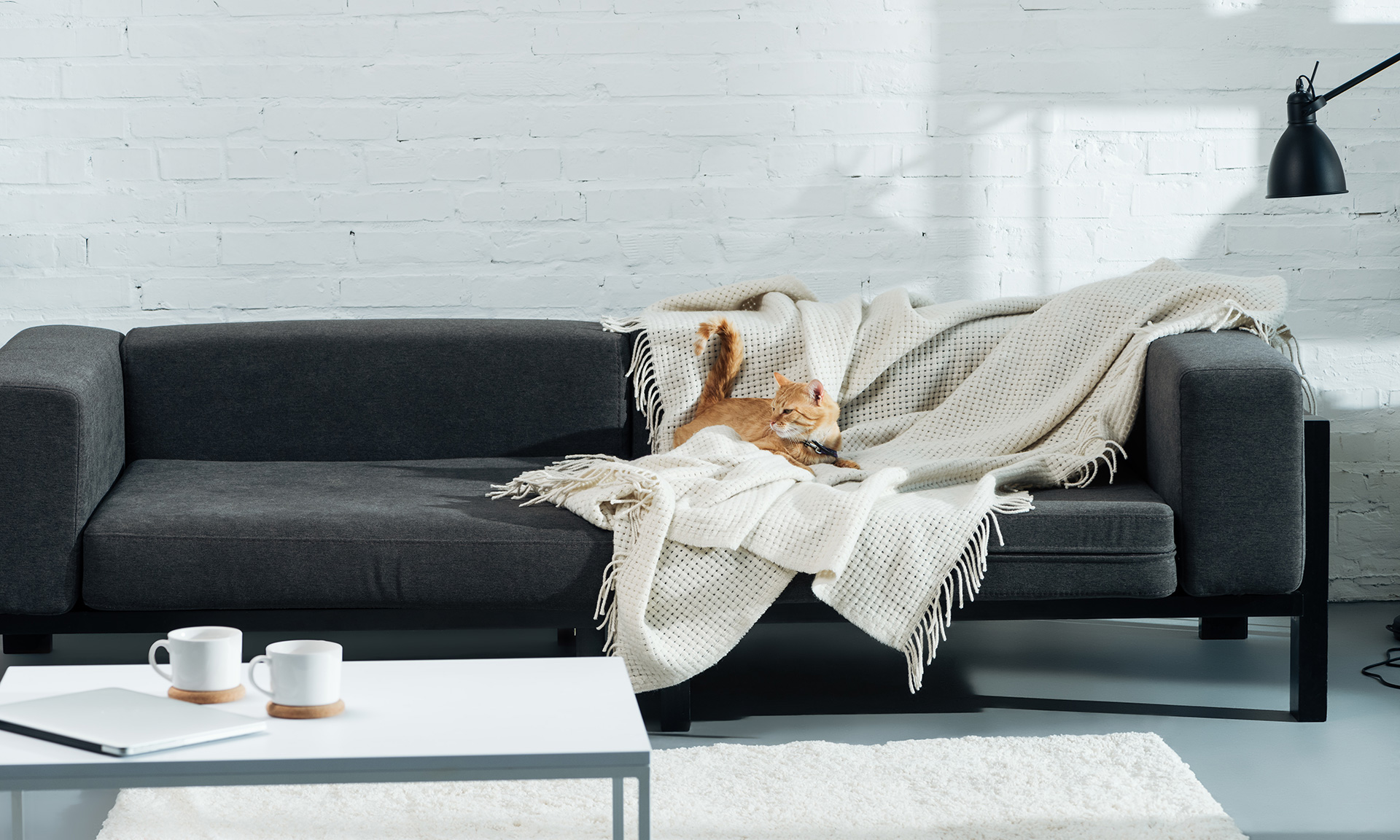 Five top tips to pet-proof your sofa - Which? News