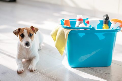 The Benefits Of Using Pet-Safe Cleaning Supplies