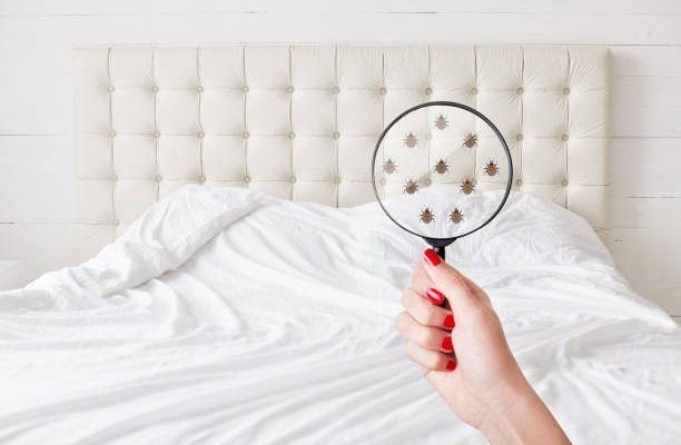 These BED BUGS Facts Will Make Your Clean Your Bed Clothes EVERYDAY!