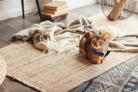 DIY Herbal Carpet and Mattress Freshener