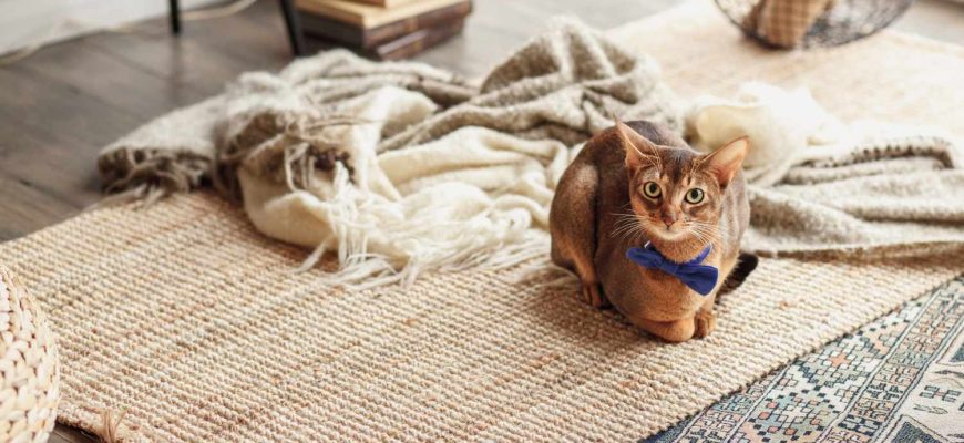 DIY Herbal Carpet and Mattress Freshener