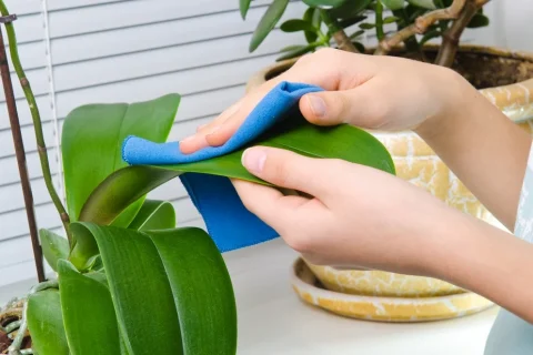 How To Clean Your Plants